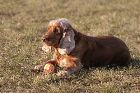 Cocker spaniel