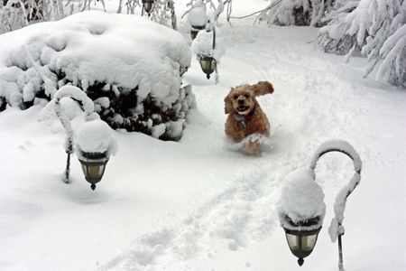 Jill in the snow 2