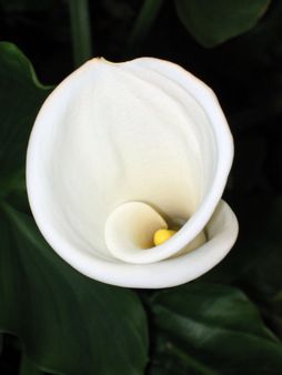 Hacienda Berdiel Torres / Cala lily
