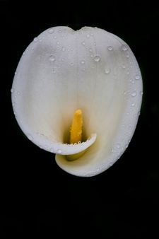 cala lily