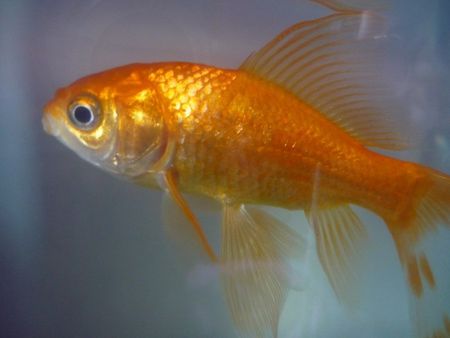 Curiosità sul pesciolino rosso - articolidaiana