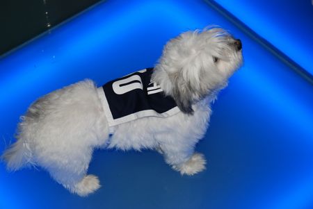 cagnolino bianco