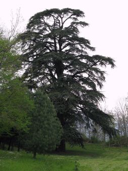 Albero di Cedro dell'Atlante