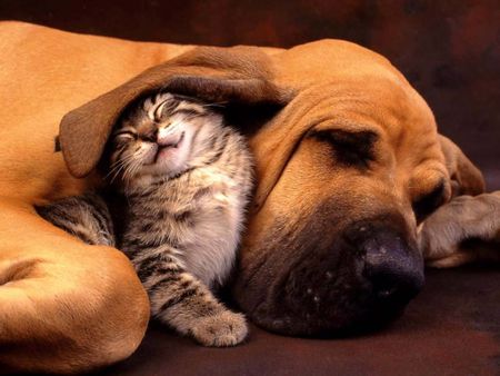 Cane e Gatto