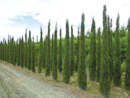 Cupressus Sempiveres Pyramidalis