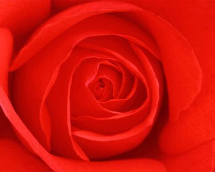 Rosa Rossa, simbolo dell'amore