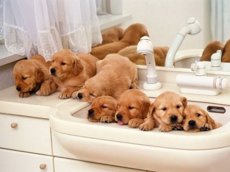 cuccioli di Golden Retriever