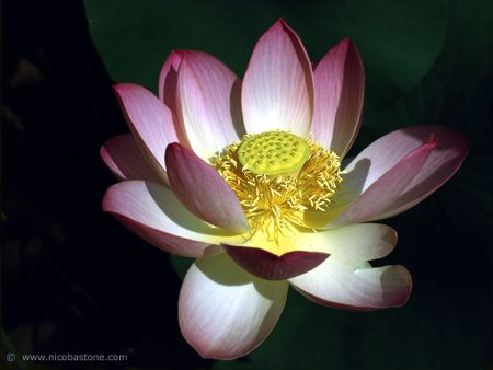 fior di loto