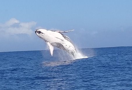 Baleine 6 septembre