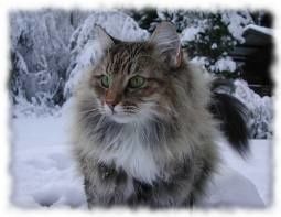 Il Gatto Delle Foreste Norvegesi Blog Sui Gatti