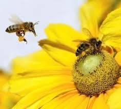 abeilles.jpeg