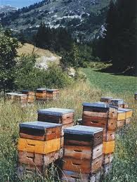 agri-abeilles.jpg