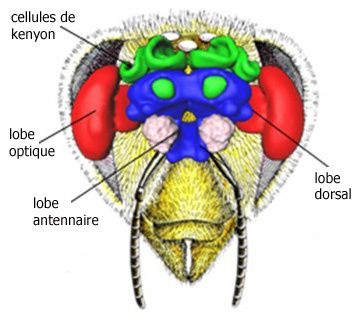 coupe-abeille-cerveau.jpg