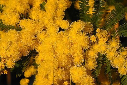 mimosa.JPG
