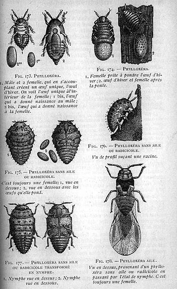 350px-Phylloxera