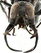 vespa-gigante-maschio.jpg