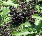 elderberries.jpg