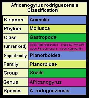 A.rodri-classification.jpg