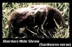 aberdare-mole-shrew.jpg