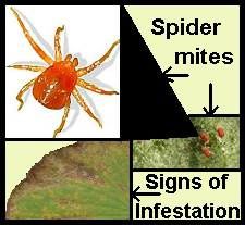 Corona-spider-mite