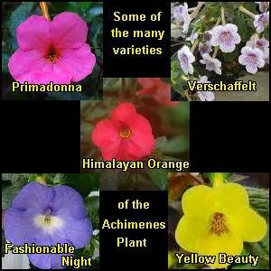 achimenes-varieties.jpg