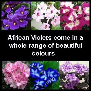 african-violet