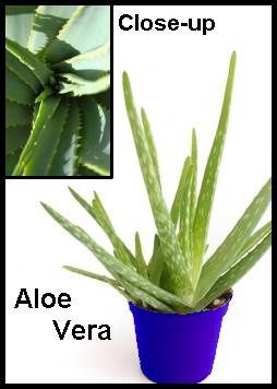 aloevera