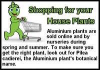 aluminium-plant-st