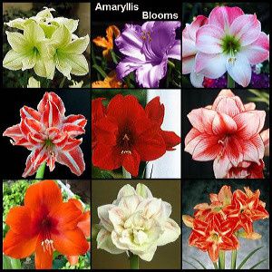 amaryllis-blooms