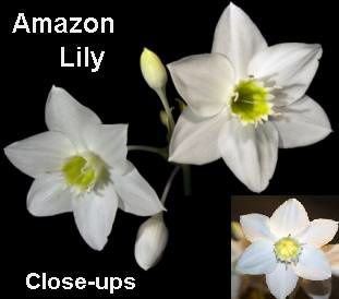 amazon-lily