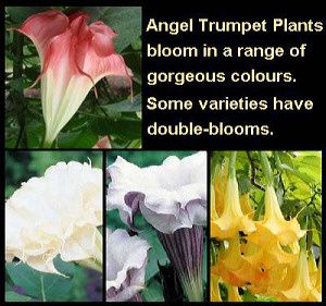 angel-trumpet-plant1