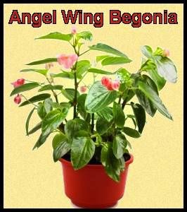 angel-wing-begonia