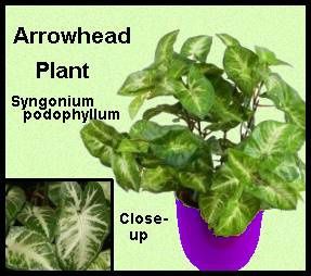 arrowhead-plant