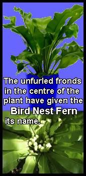 bird-nest-fern