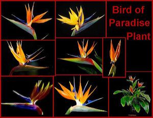 bird-of-paradise