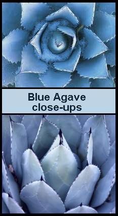 blue-agave