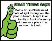 bottle-brush-plant-gt