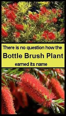 bottle-brush-plant