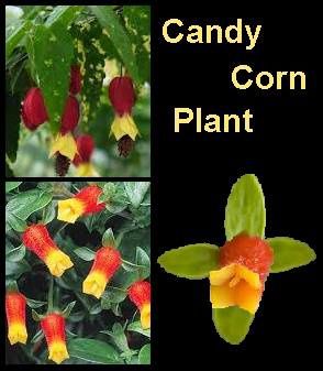 candy-corn