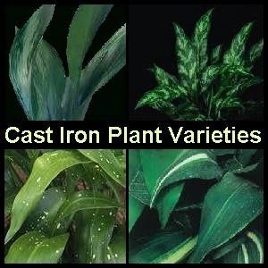 Cast Iron Plants thrive under harsh Conditions - Earthdragon's Endangered  Species