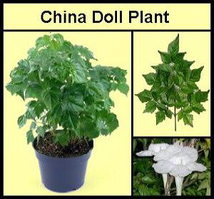 China Doll Plants rarely bloom Indoors - Earthdragon's Endangered Species