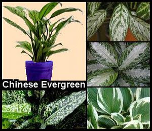 chinese-evergreen