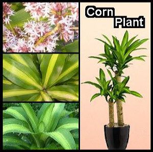 corn-plant