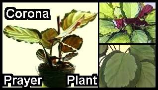 corona-prayer-plant