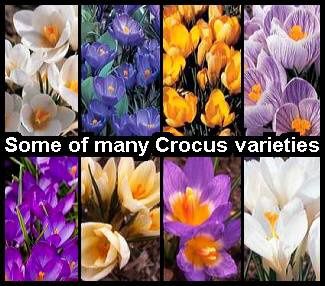 crocus