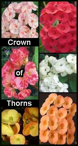 crown-of-thorns