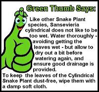 cylindrical-snake-plant-gt