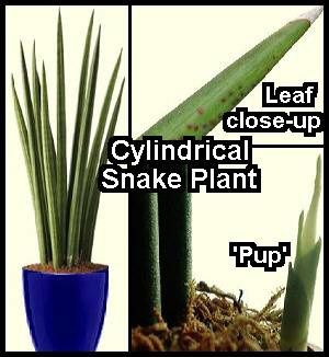 cylindrical-snake-plant