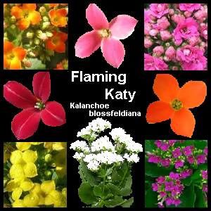 Flaming-Katy