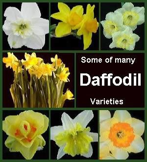 daffodil